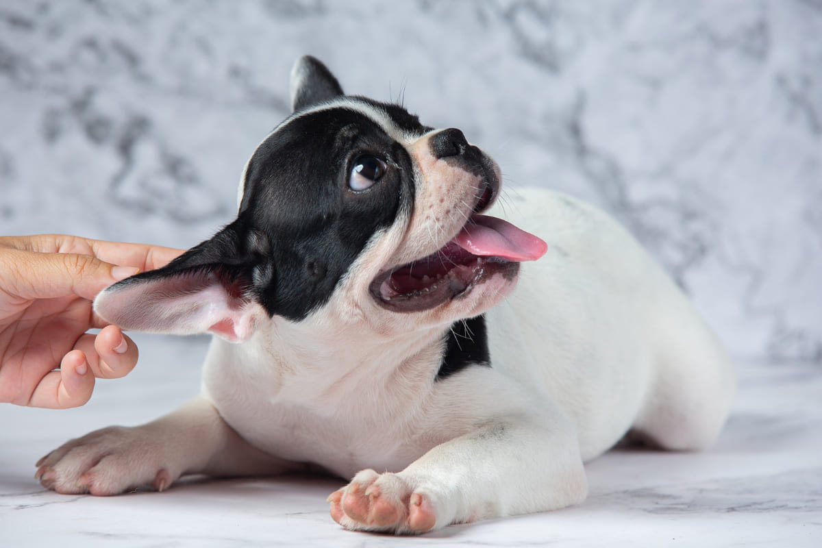 A French Bulldog puppy with its mouth open and its ear being petted