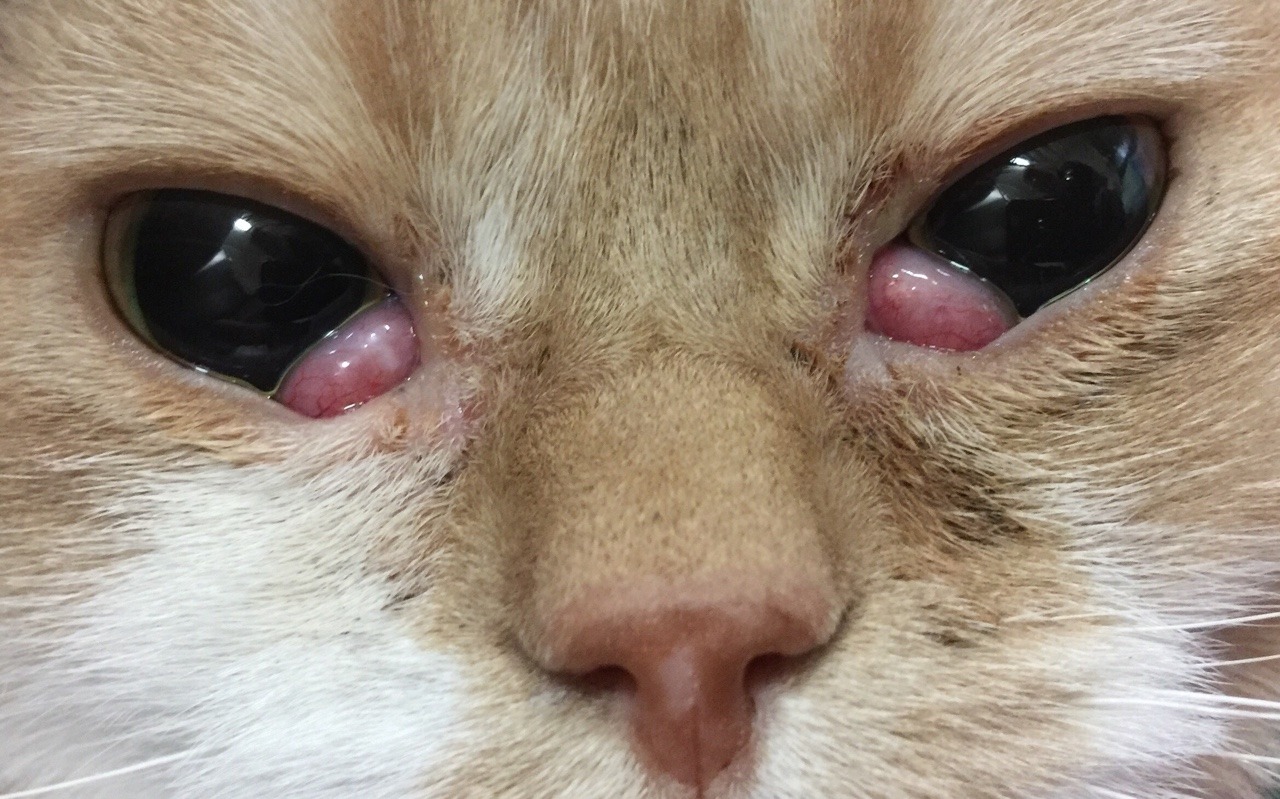 Cat with Cherry Eyes