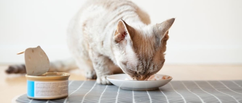 What is GMO-Free Cat Food? Is It Really Better for Your Cat?