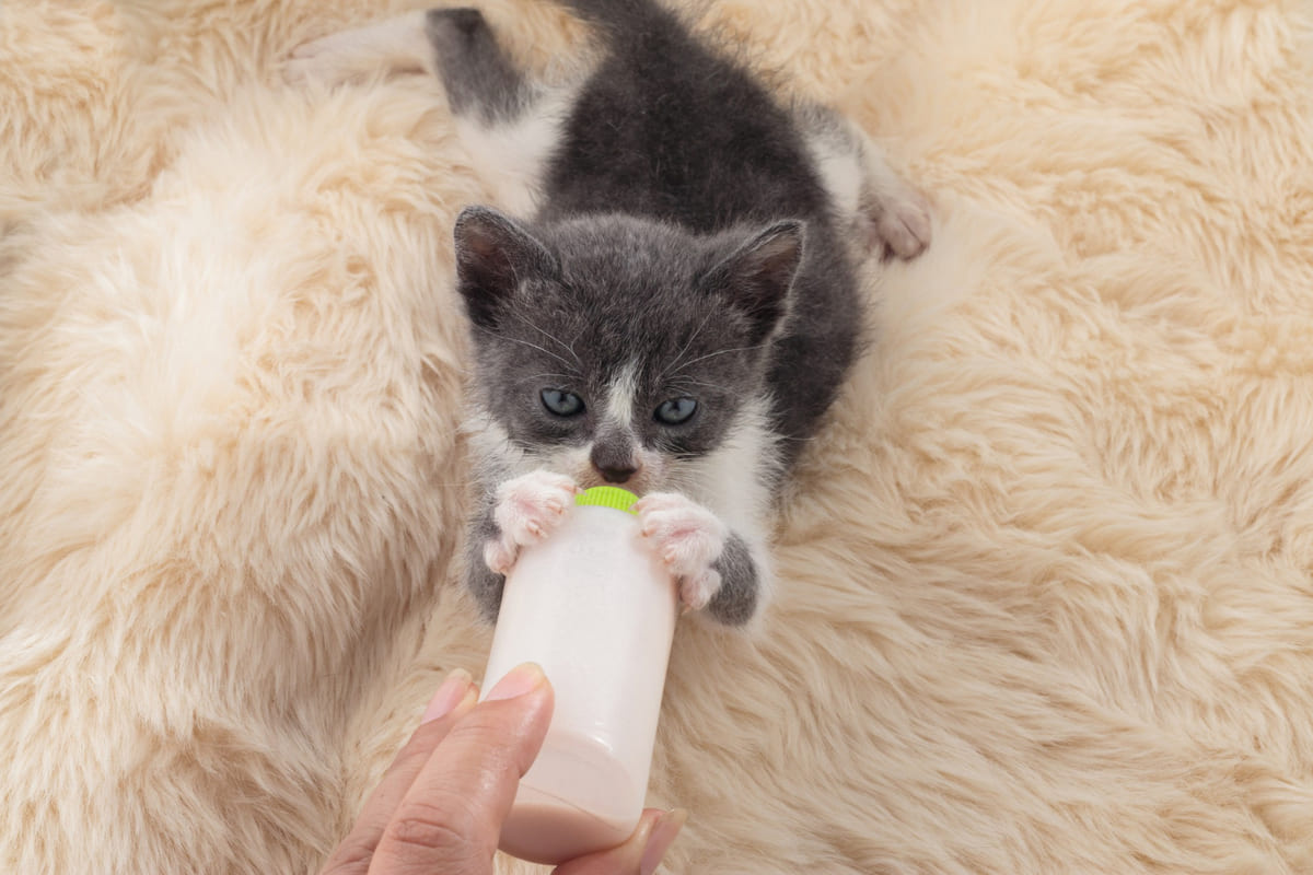 A kitten drinking milk prepared with cat-specific milk powder from a bottle