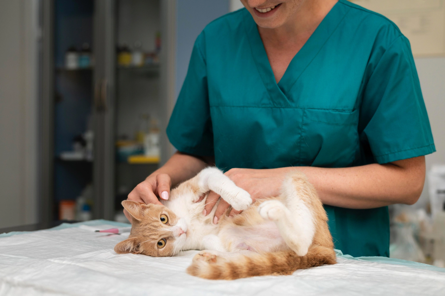 Cat being checked by a veterinarian