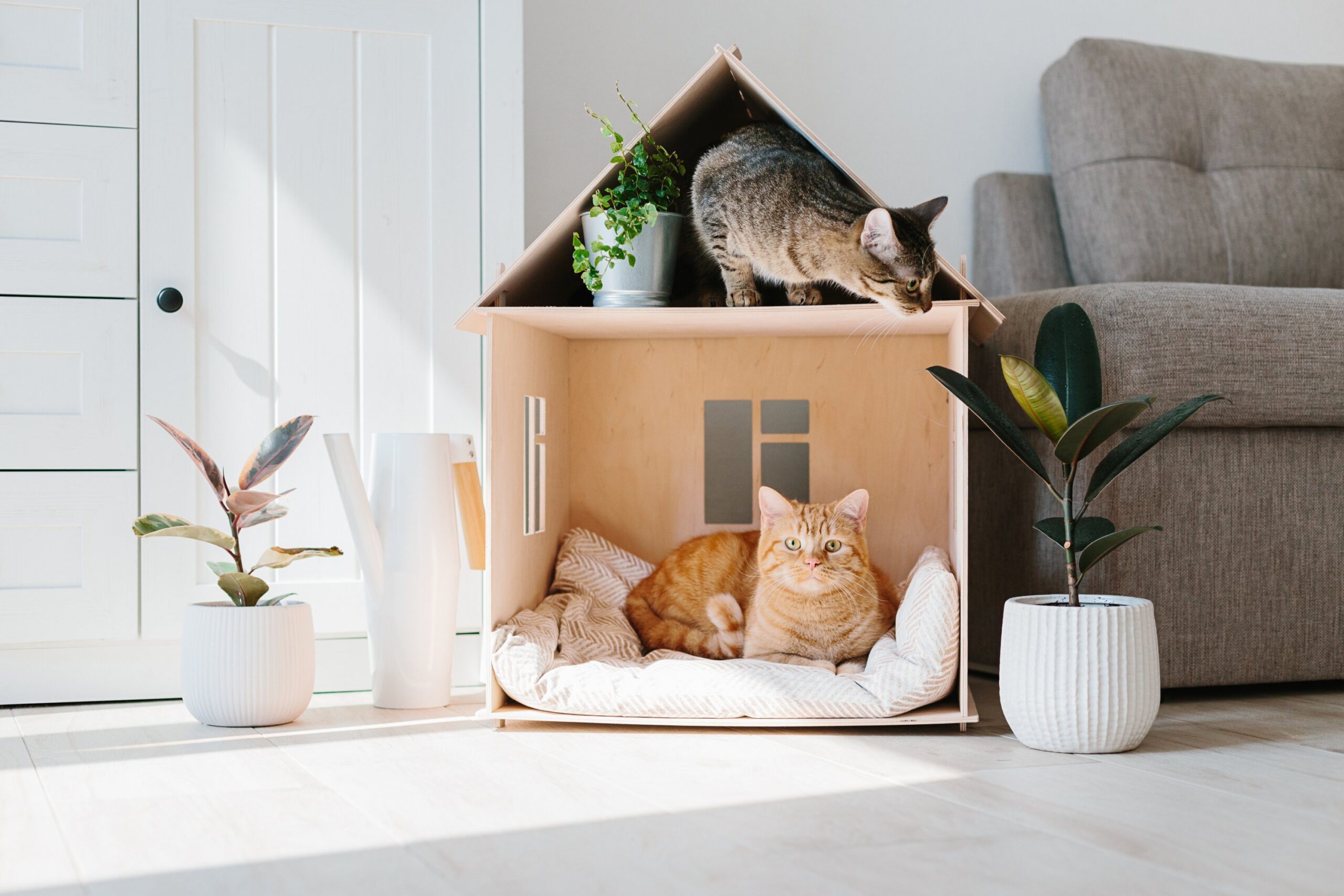 Two cats lying in a two-story cat house