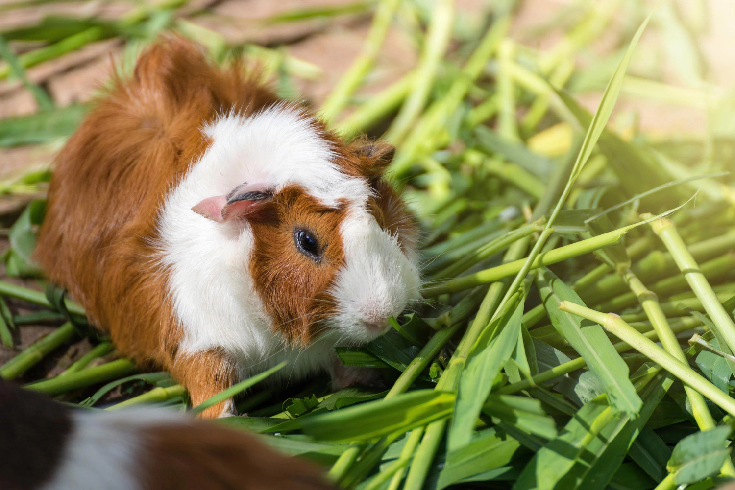 Guinea pig standing on greenery