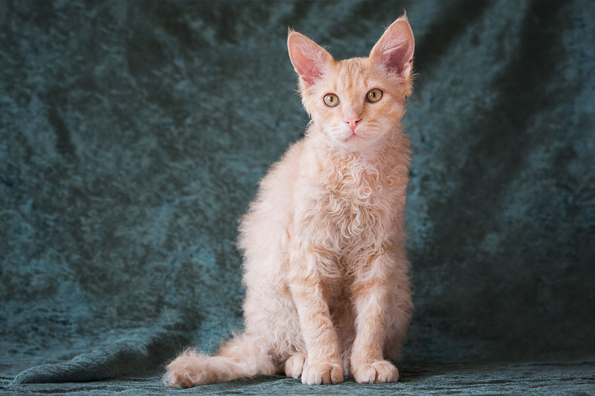 Yellow-orange curly-haired cat sitting against a dark background