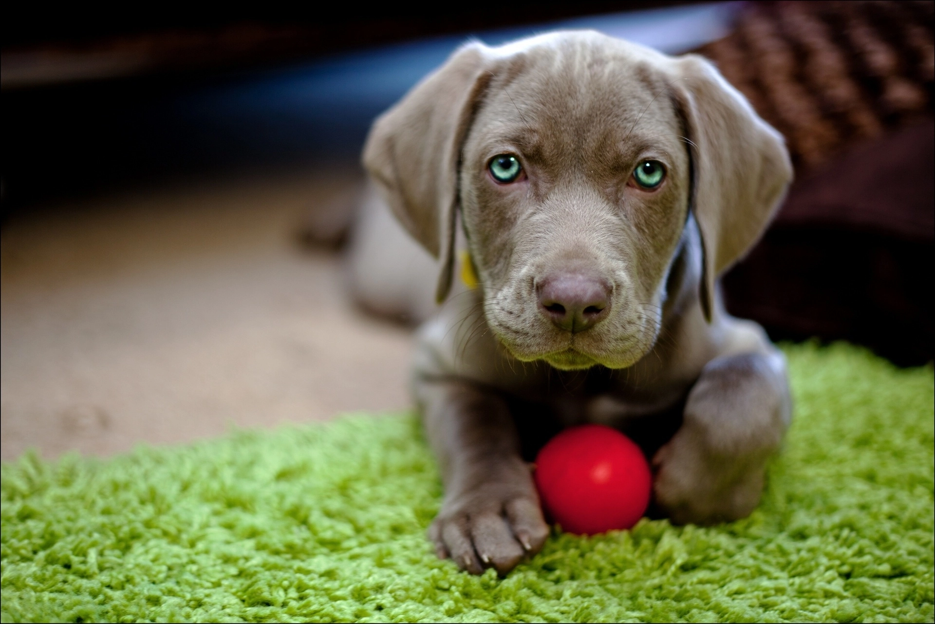 Dog sitting with a red ball