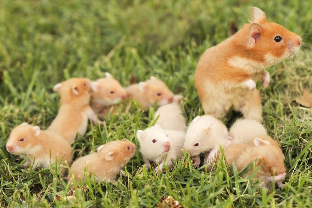 Golden hamster and its offspring