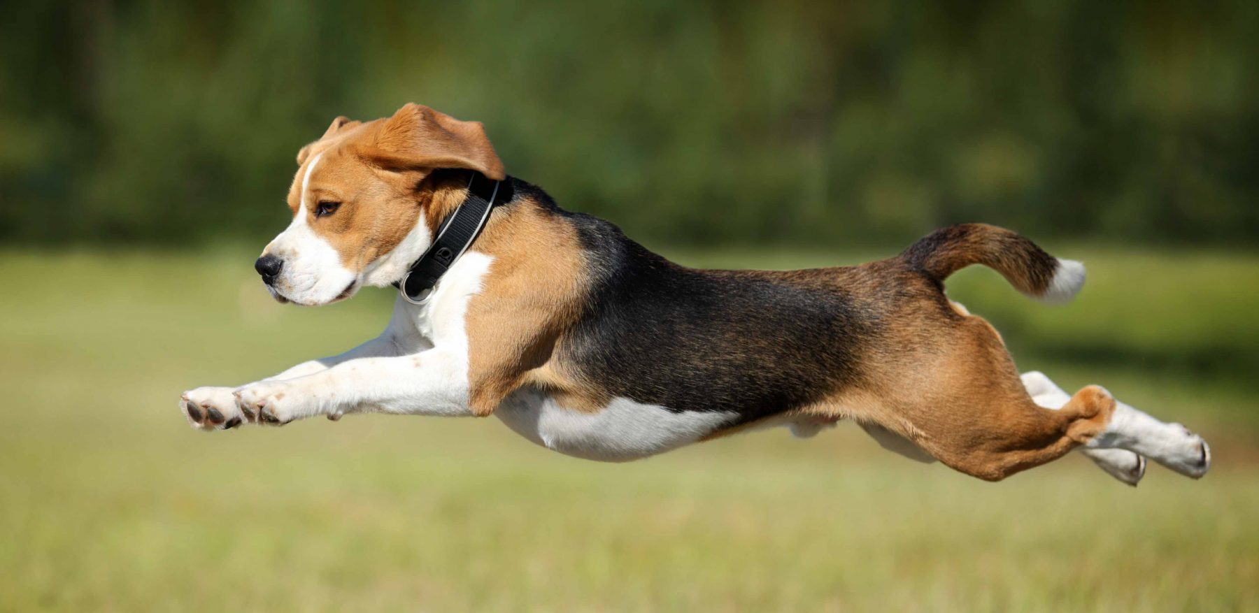 Dog leaping forward