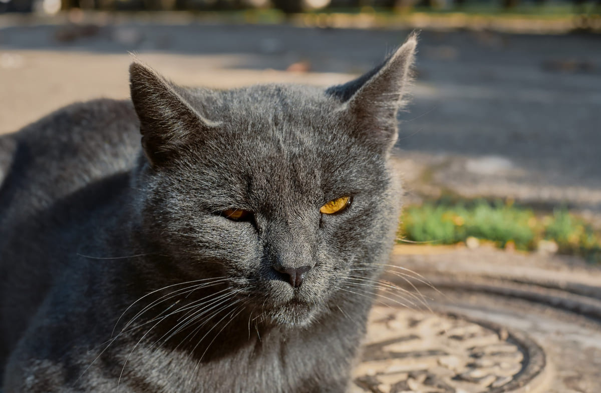 Gray-furred adult cat