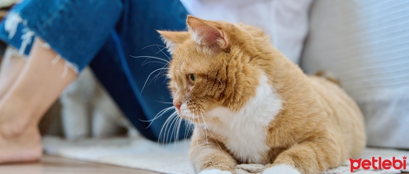 Is Your Cat Old? Do You Know Its Special Needs?