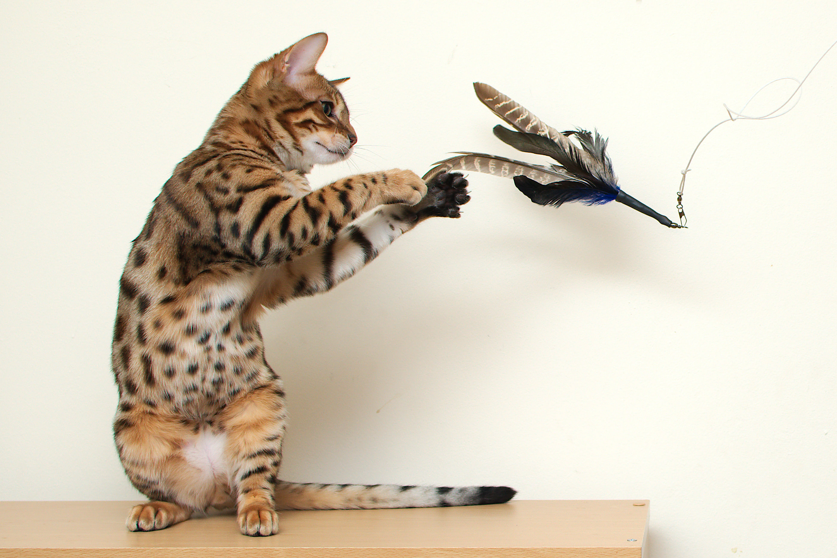 oyun oynayan Bengal cinsi kedi