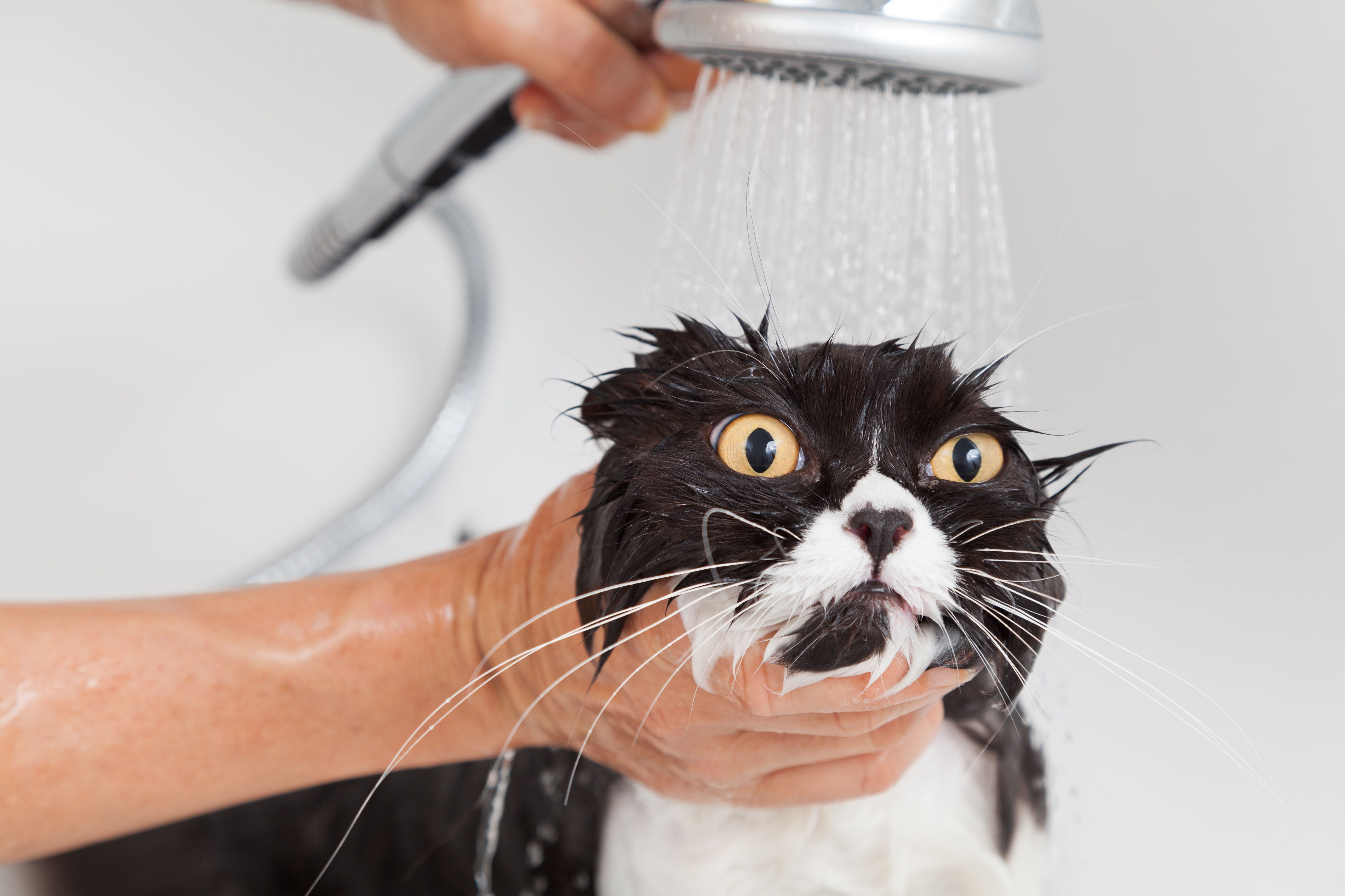 banyo yapan kedi