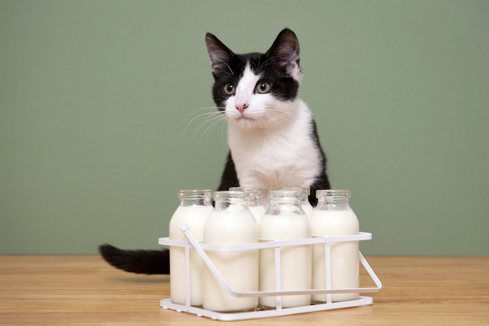 Cat standing behind milk bottles
