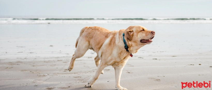 What is Panosteitis in Dogs?