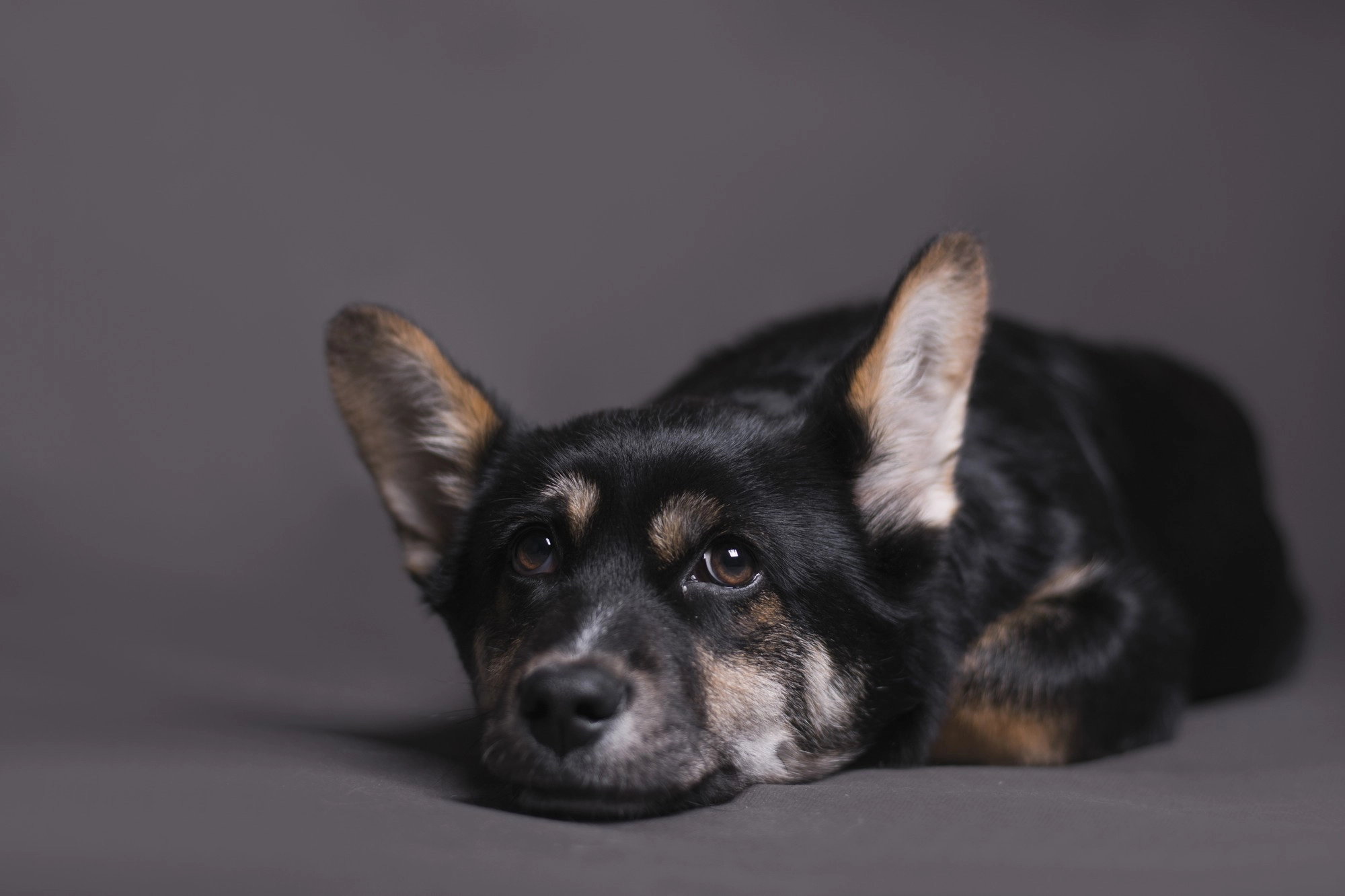Dog lying on the ground
