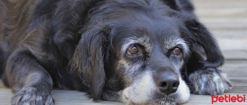 Prostate in Dogs: Causes, Symptoms, and Treatment