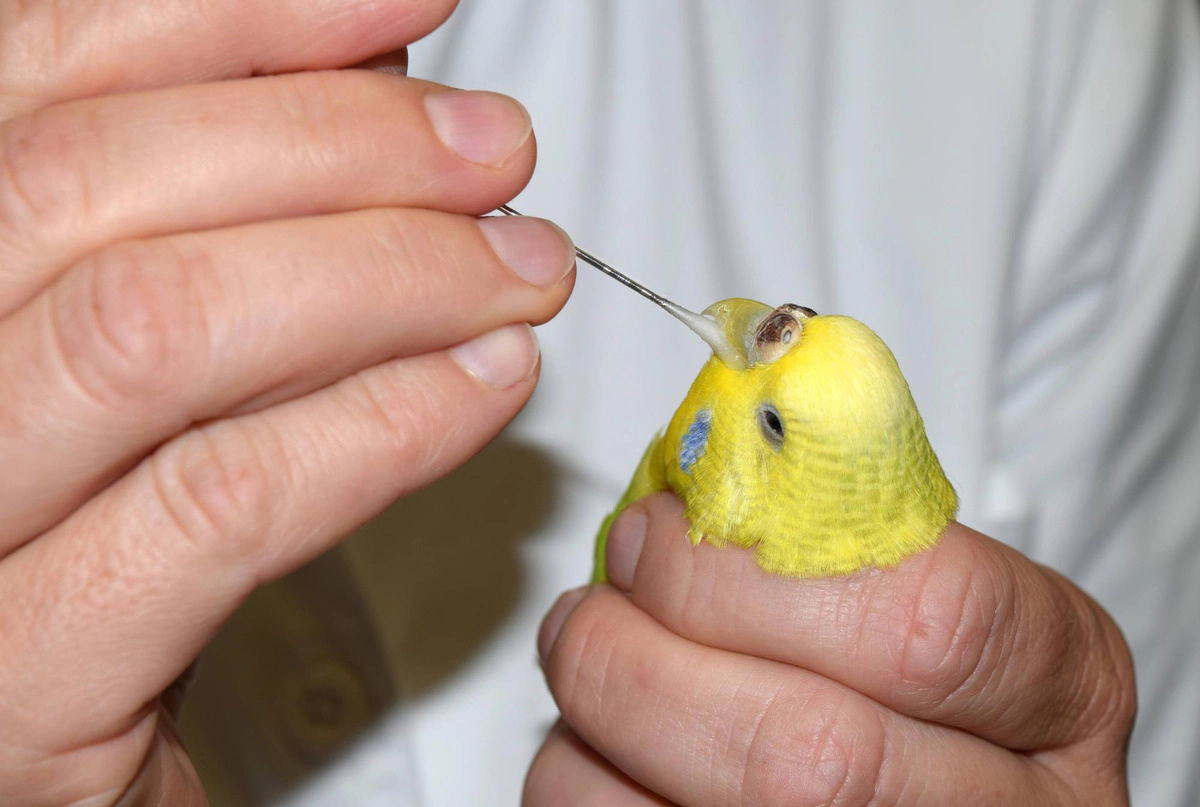 Budgie fed by hand