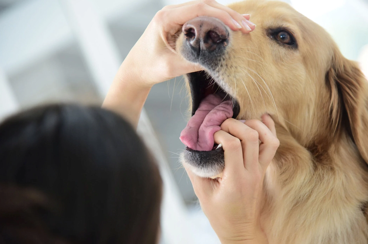 Dog undergoing physical examination