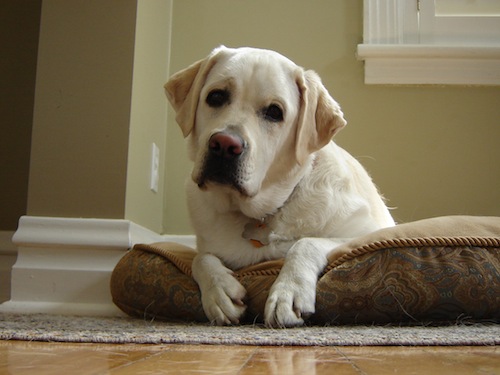 Suggestions for Dog Owners Who Spend Little Time Home