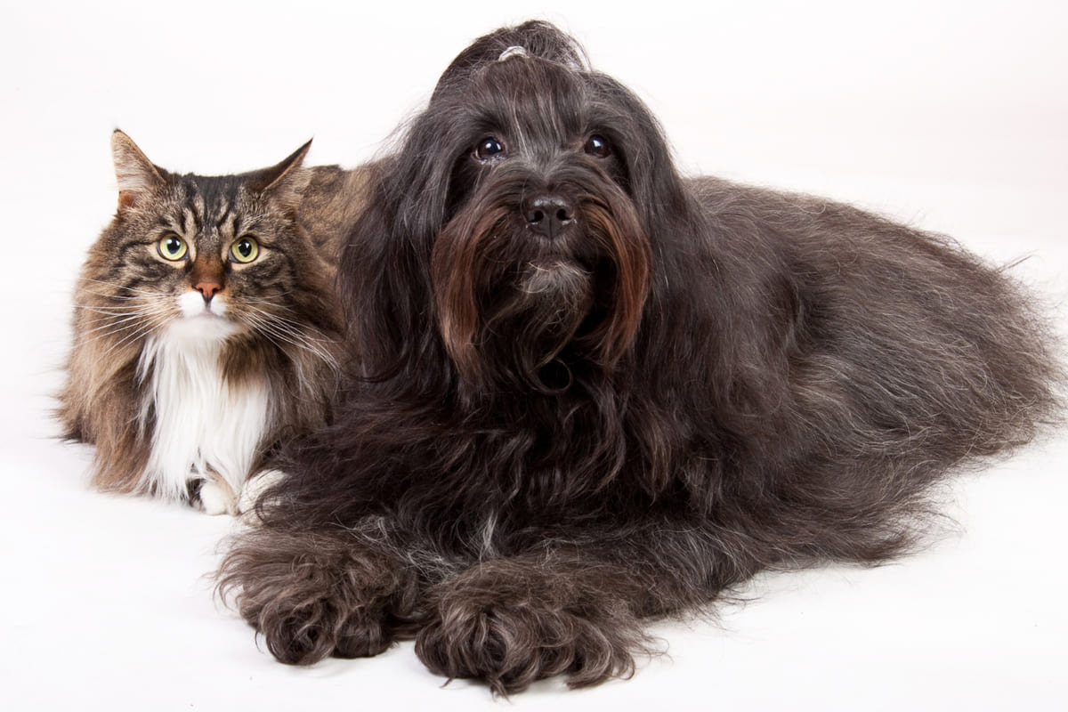 A long-haired black dog and a long-haired tabby cat looking into the frame