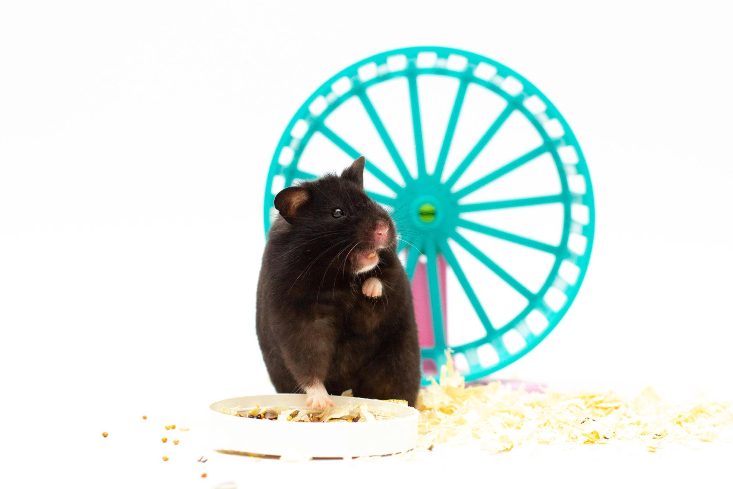 Dark brown furry hamster