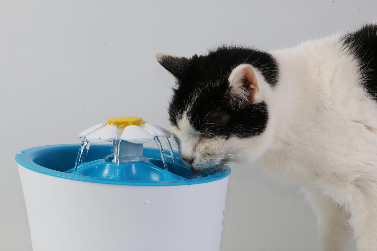 Cat drinking water from a fountain