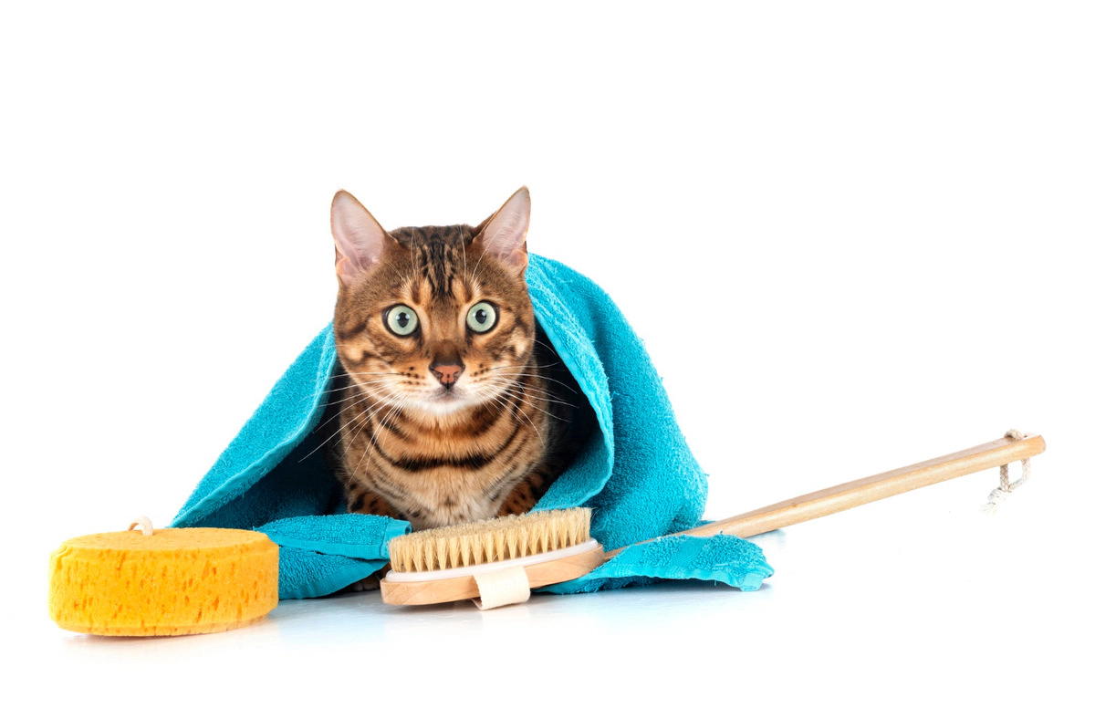 Cat being prepared for a bath