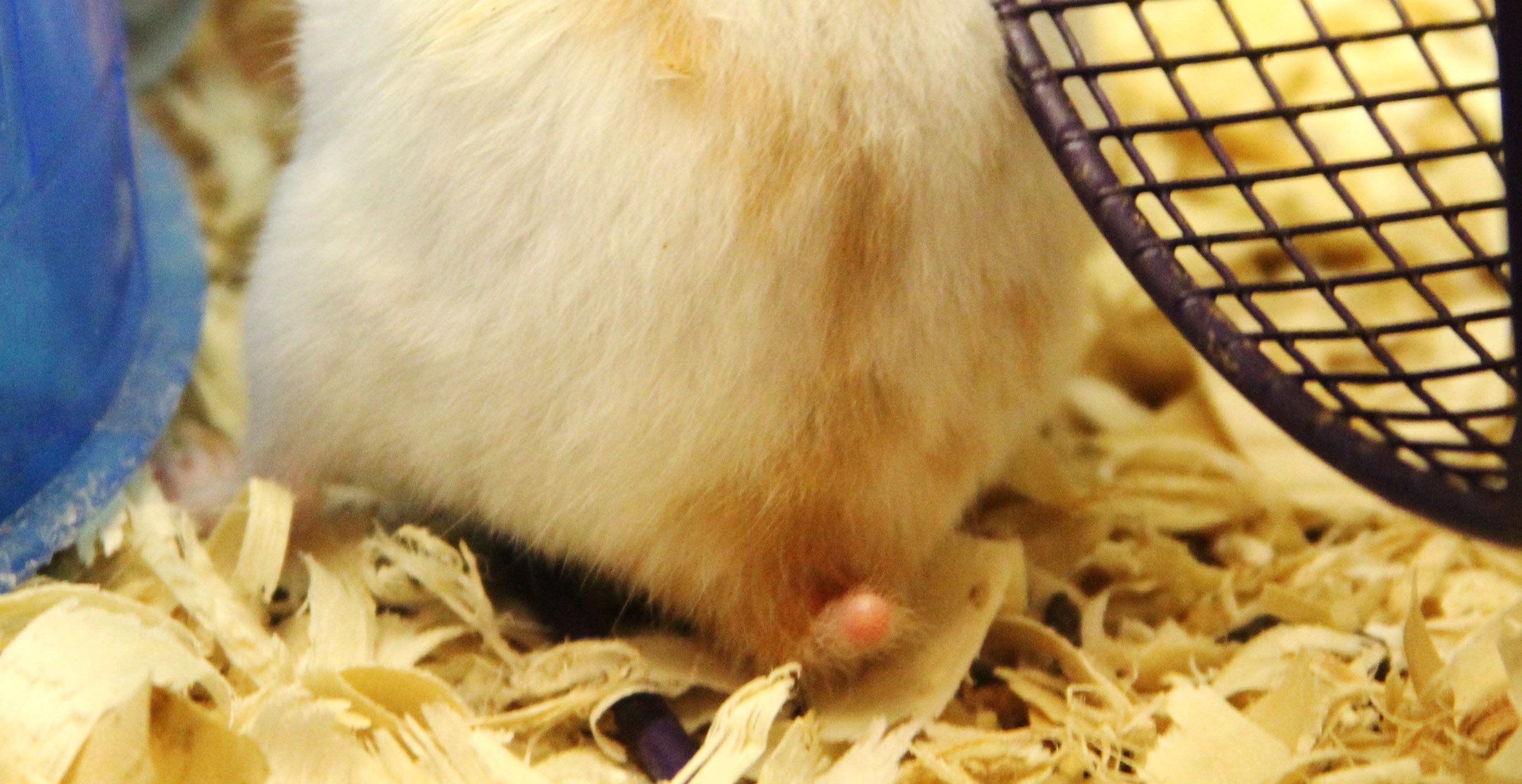 hamster tail
