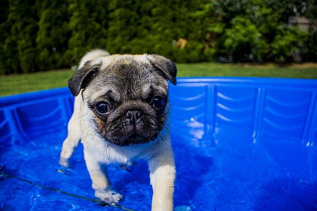 Puppy in a blue dog pool