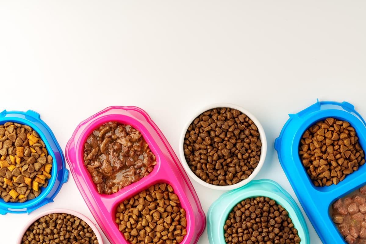 Different types of cat food in colorful food bowls