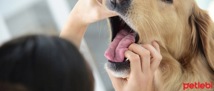 Oral Cancer in Dogs