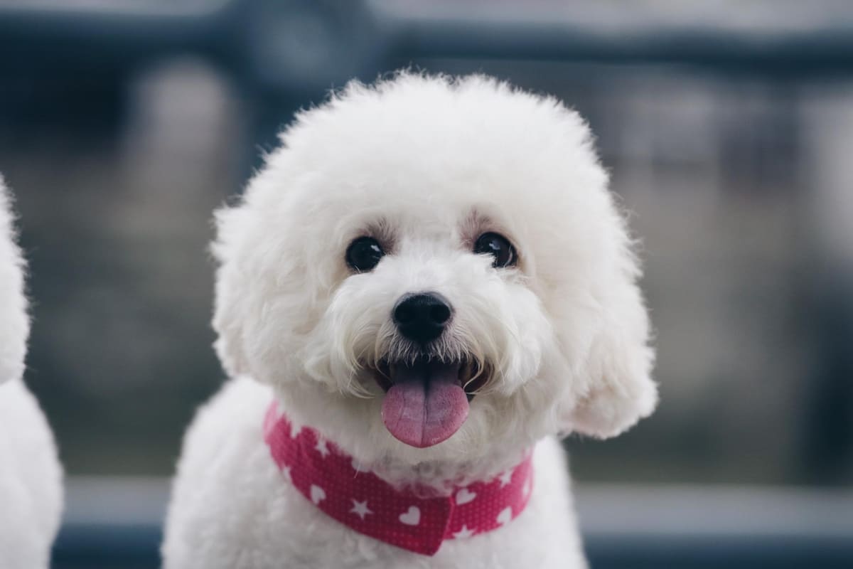Bichon Frisé with a pink collar