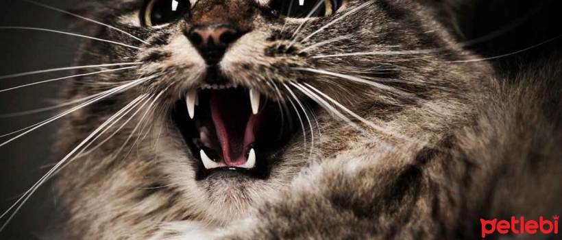 How to Tell if a Cat is Angry?