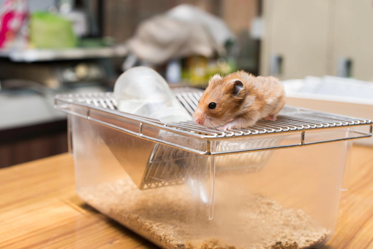 Hamster standing on its cage