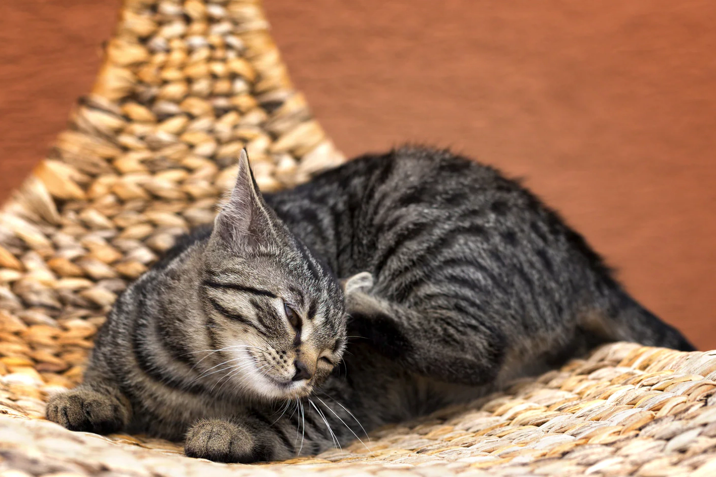 Tabby cat scratching on carpet