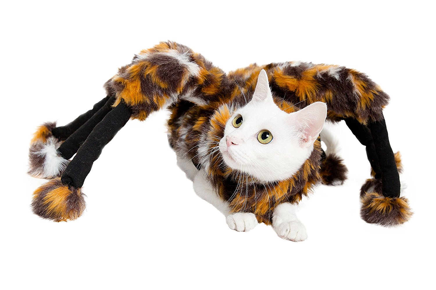 Cat wearing a spider costume
