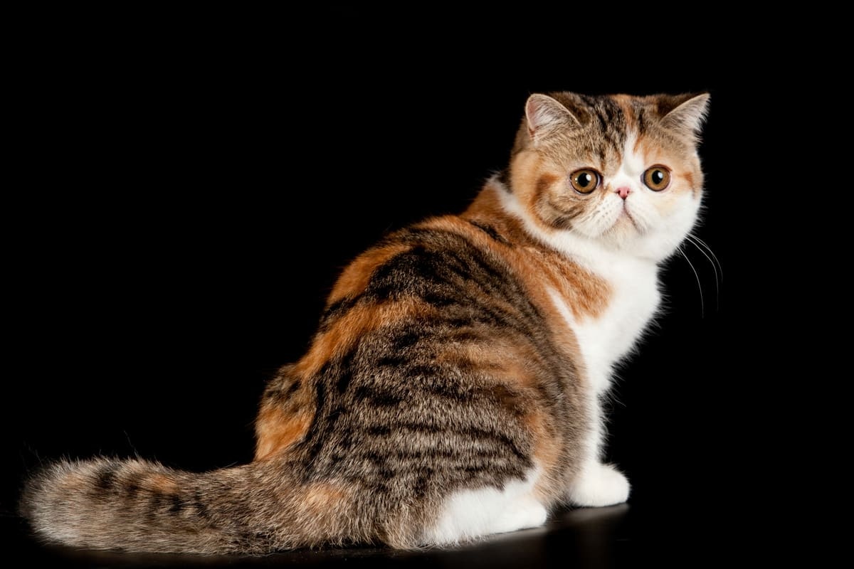 Cat with multicolored fur standing against a black background