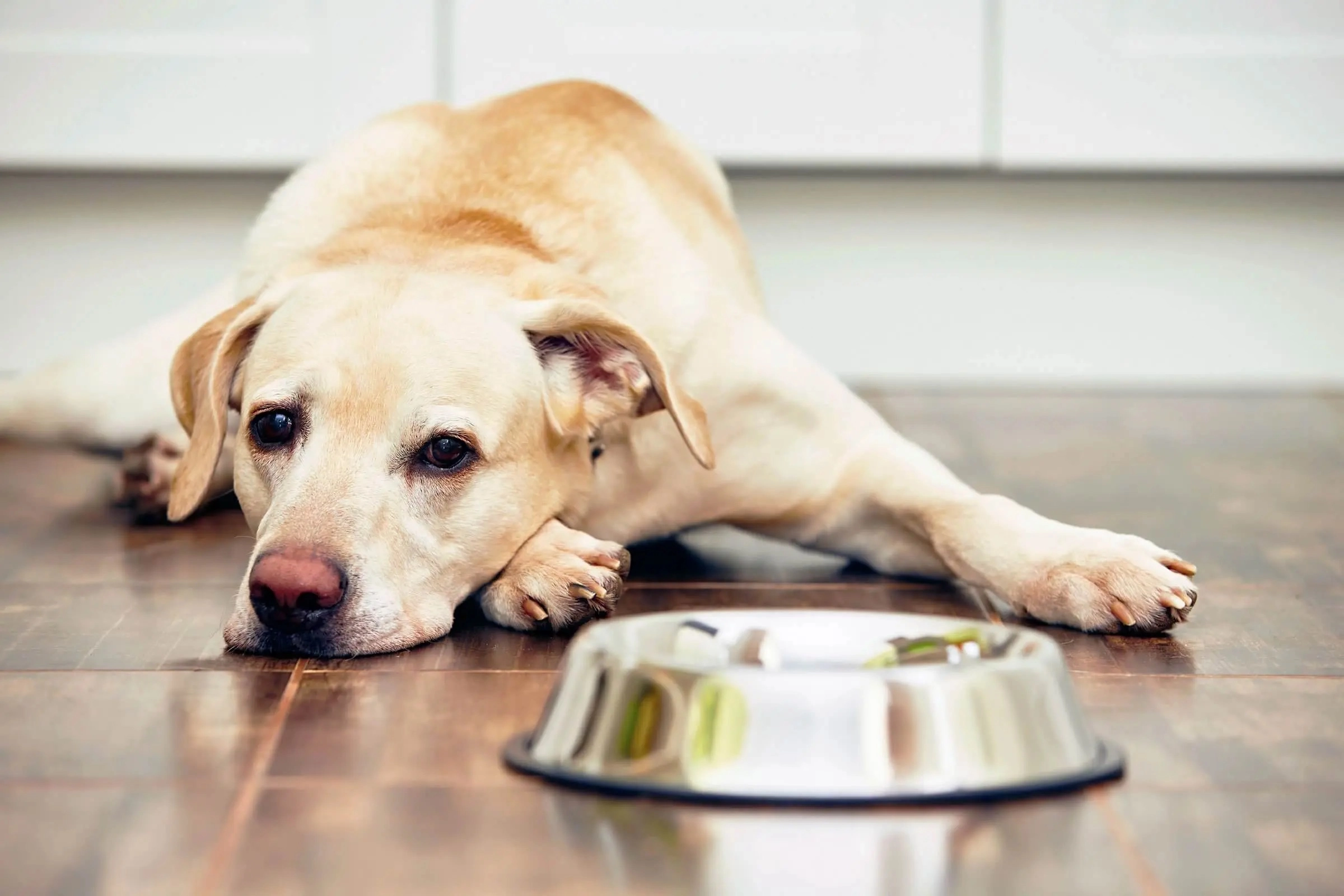 Dog lying next to its food bowl