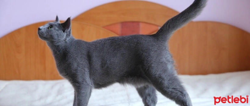 The Secrets of Sagging Belly in Cats
