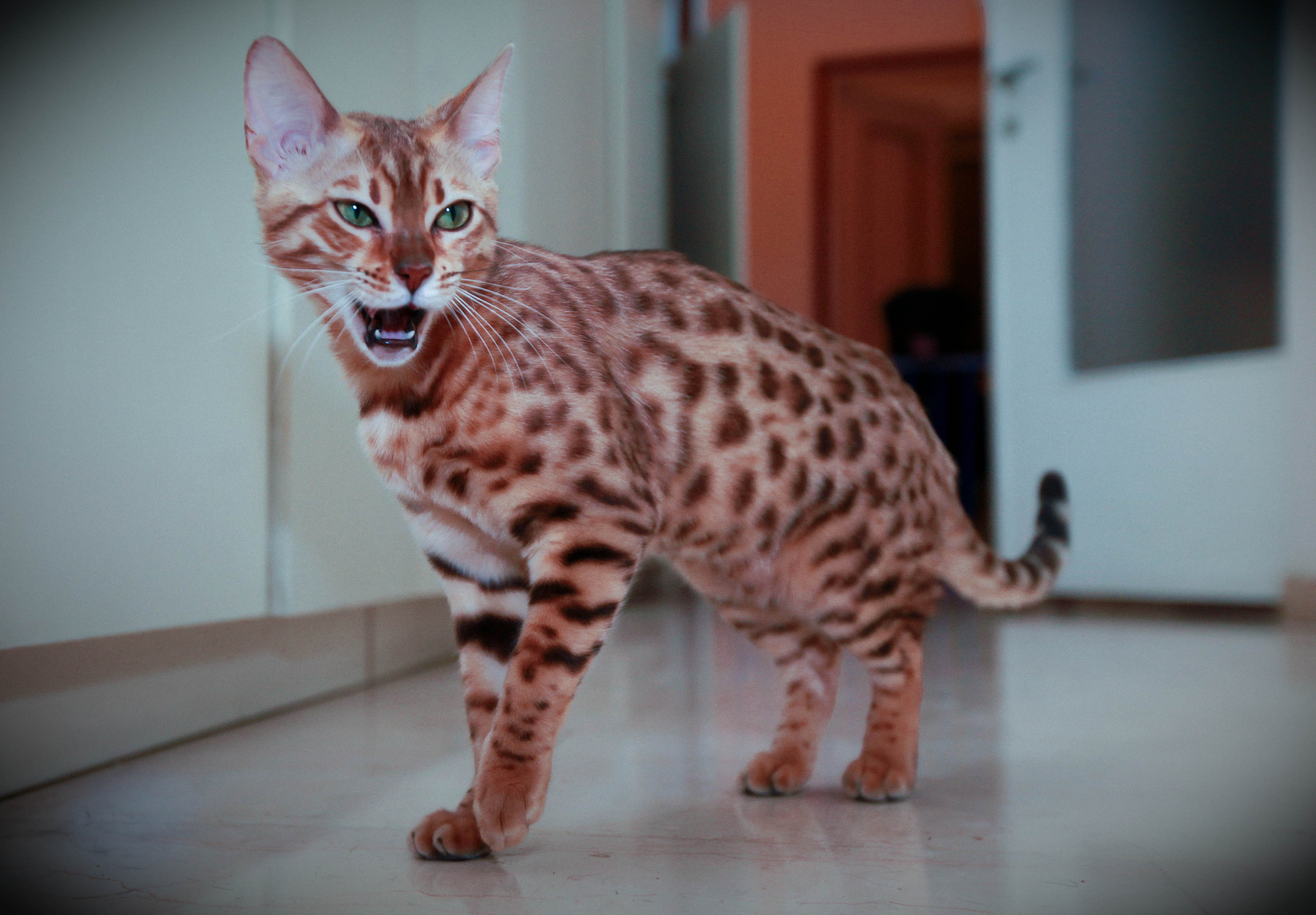 miyavlayan kedi