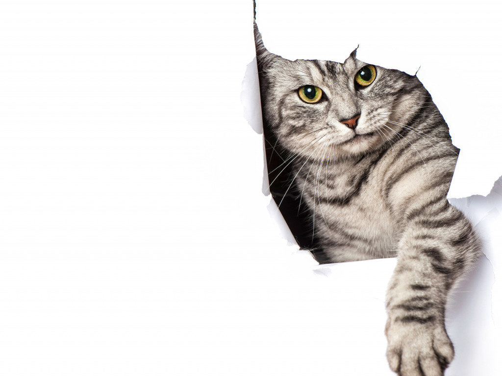 Cat tearing paper