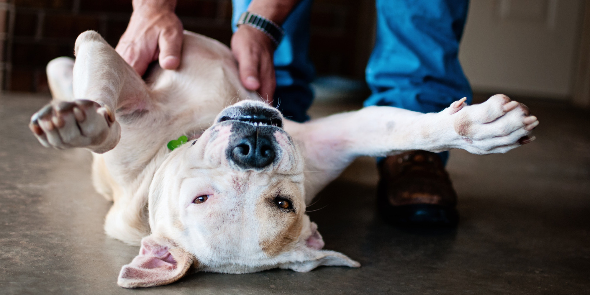 Dog lying on its back