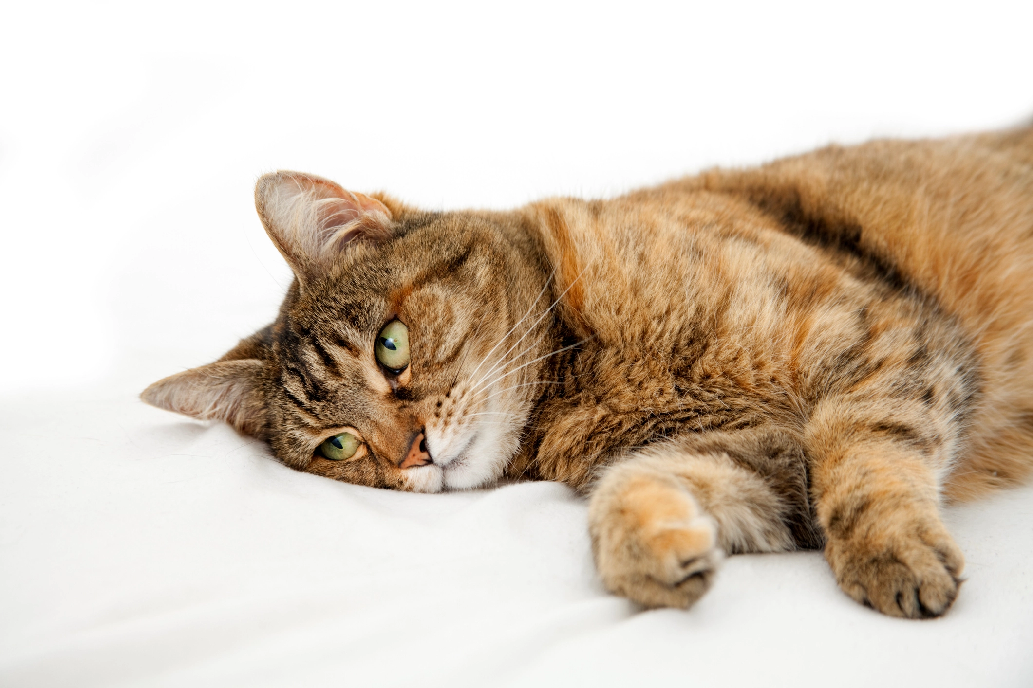 Cat lying listlessly