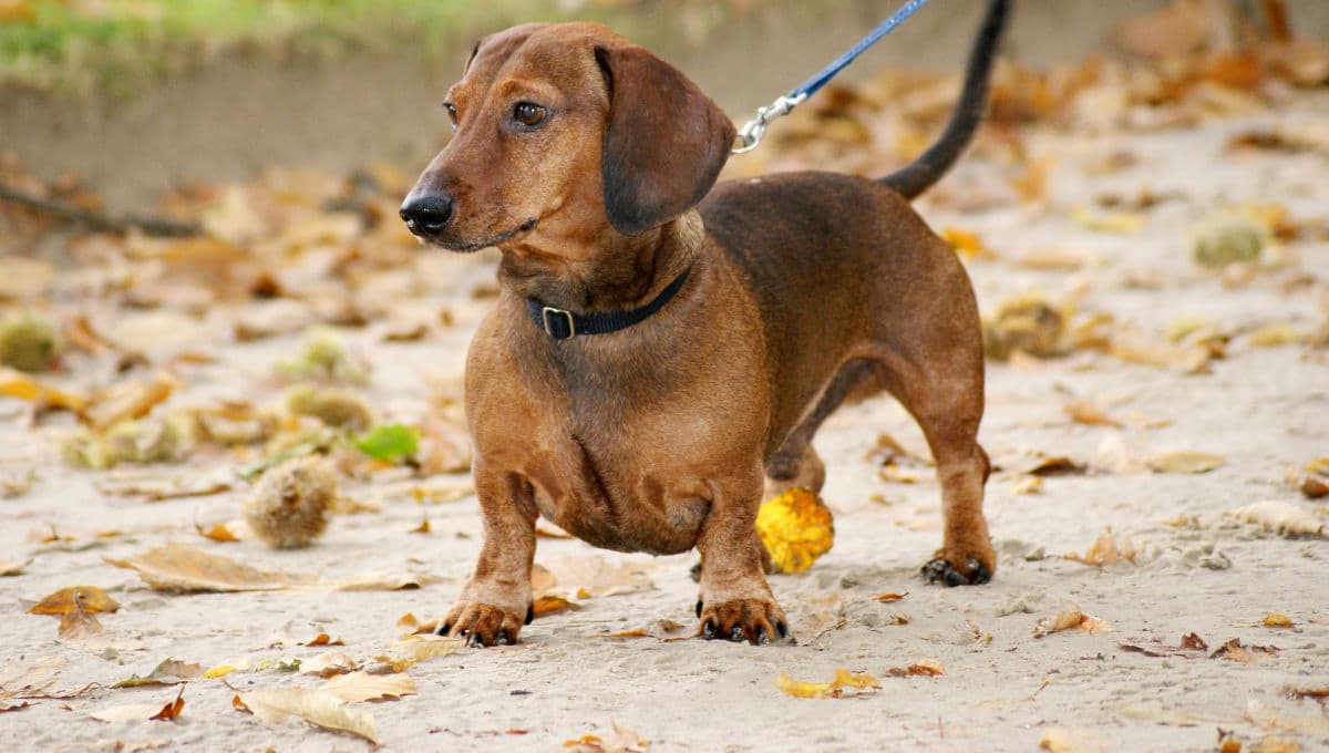 Short-legged brown sausage dog outside