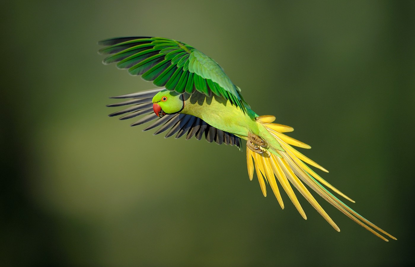 Parrot Flying with Wings Outstretched