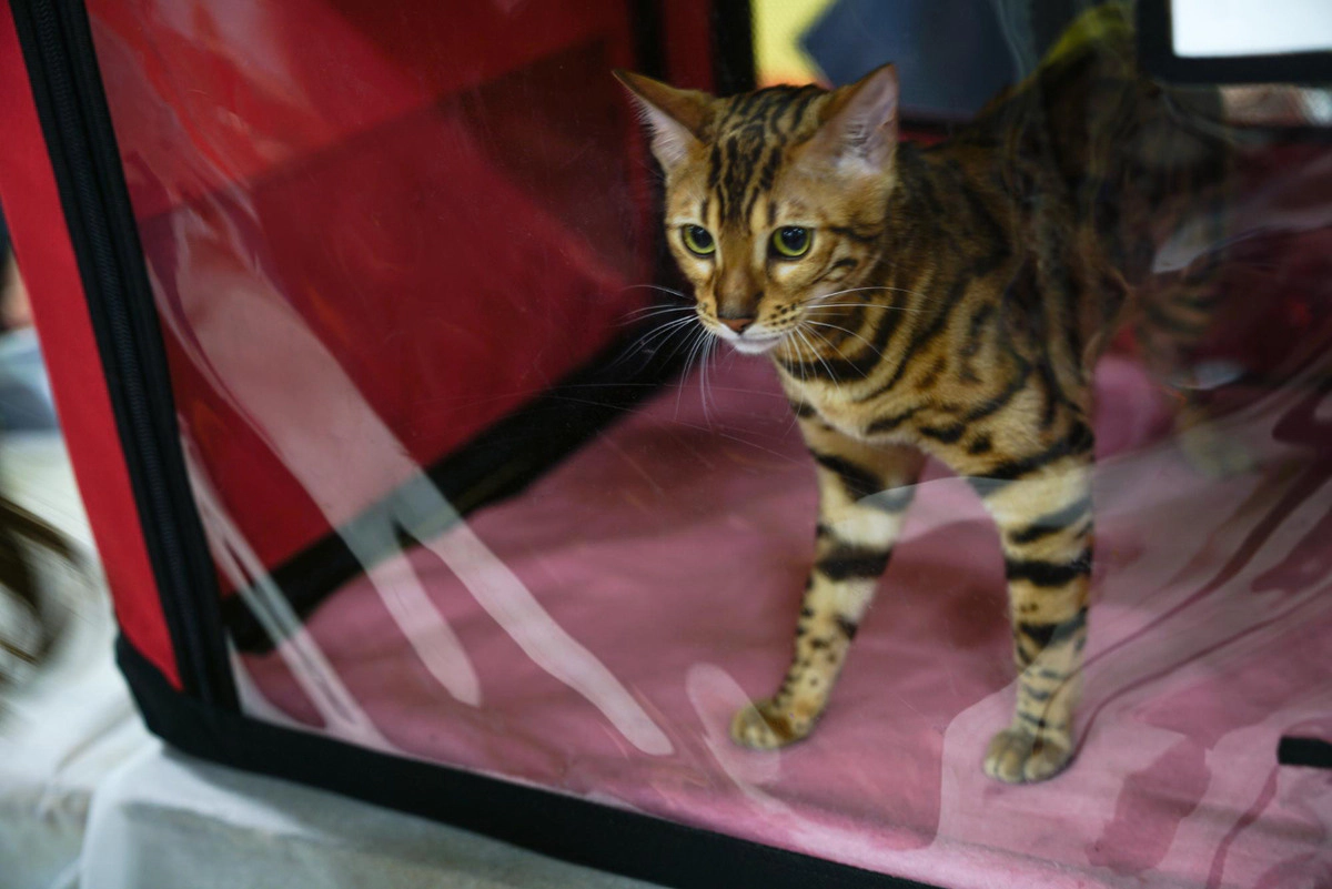 A cat standing in a red carrier