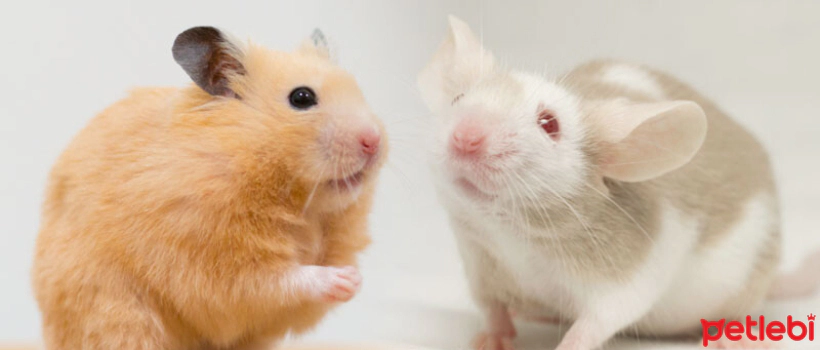 Is a Hamster a Mouse? What are the Differences Between Hamsters and Mice?