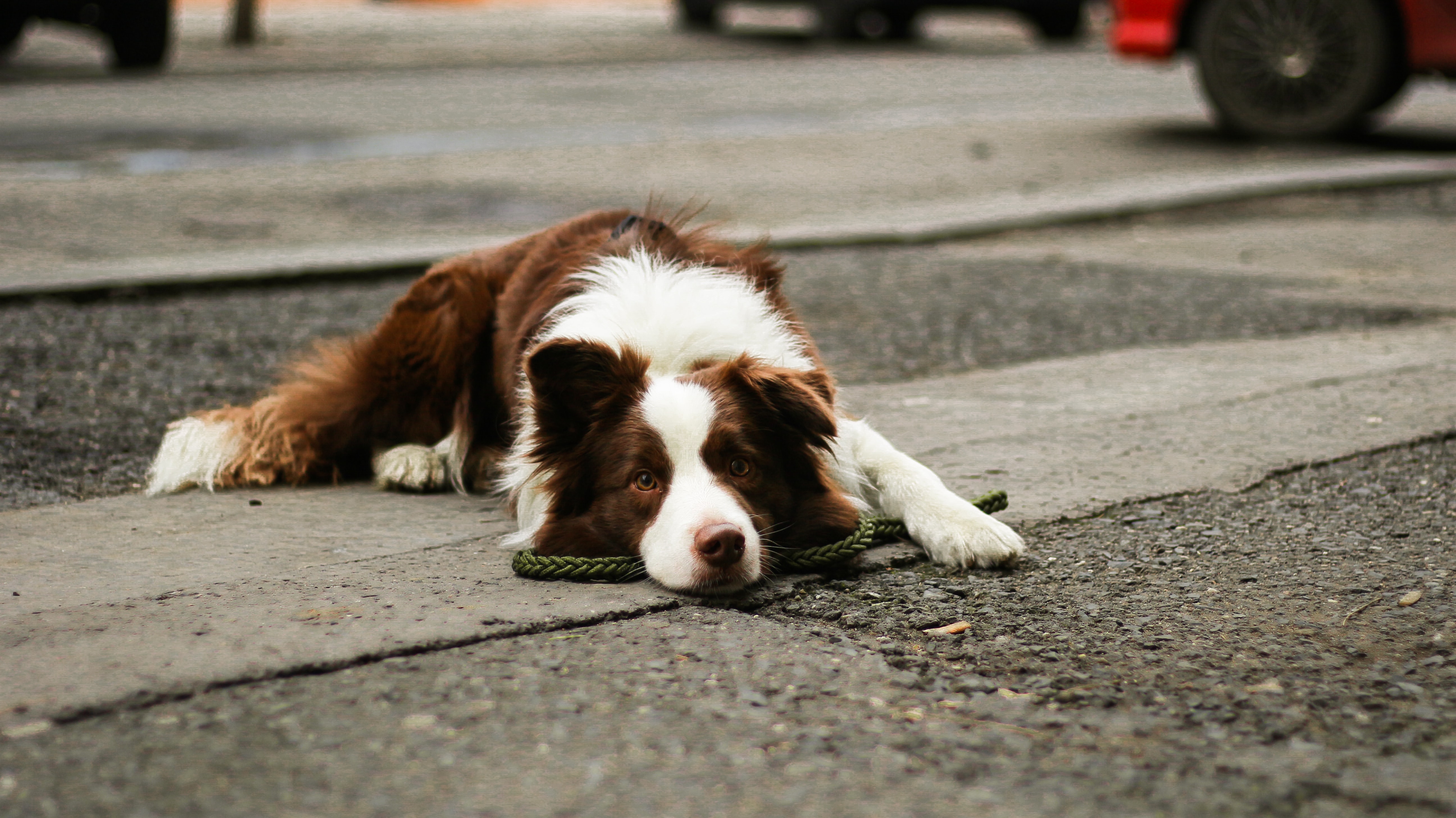 Dog lying on the sidewalk