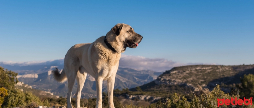 Names Suitable for Your Kangal Dog's Character