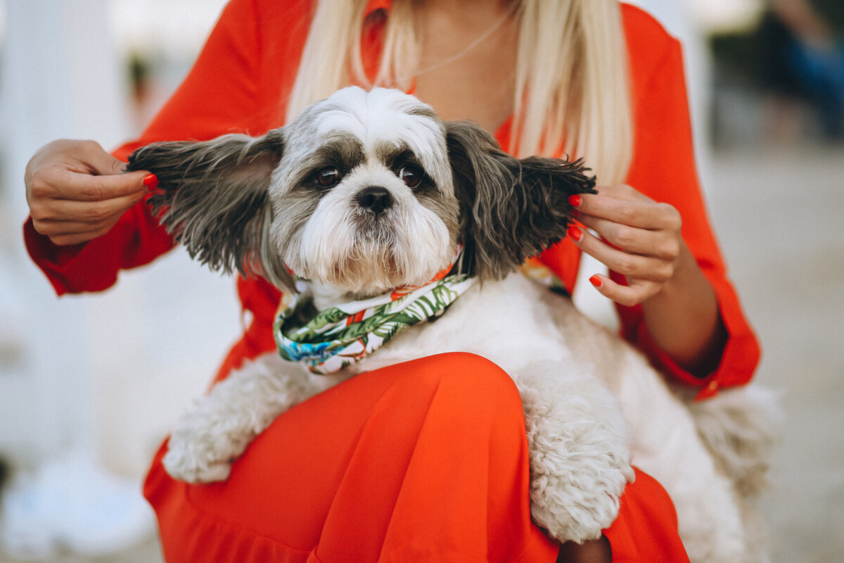 Shih Tzu with its ears spread open by its owner while sitting on their lap