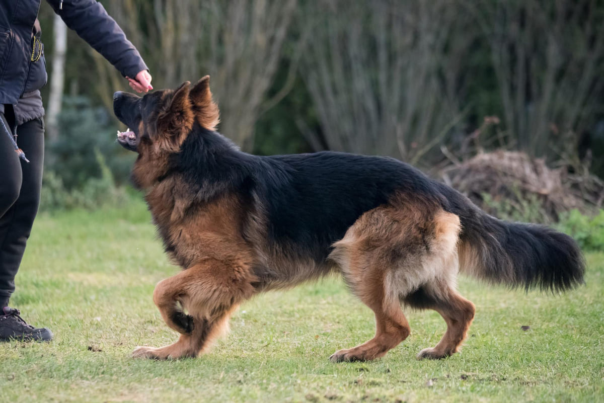 German Shepherd in training